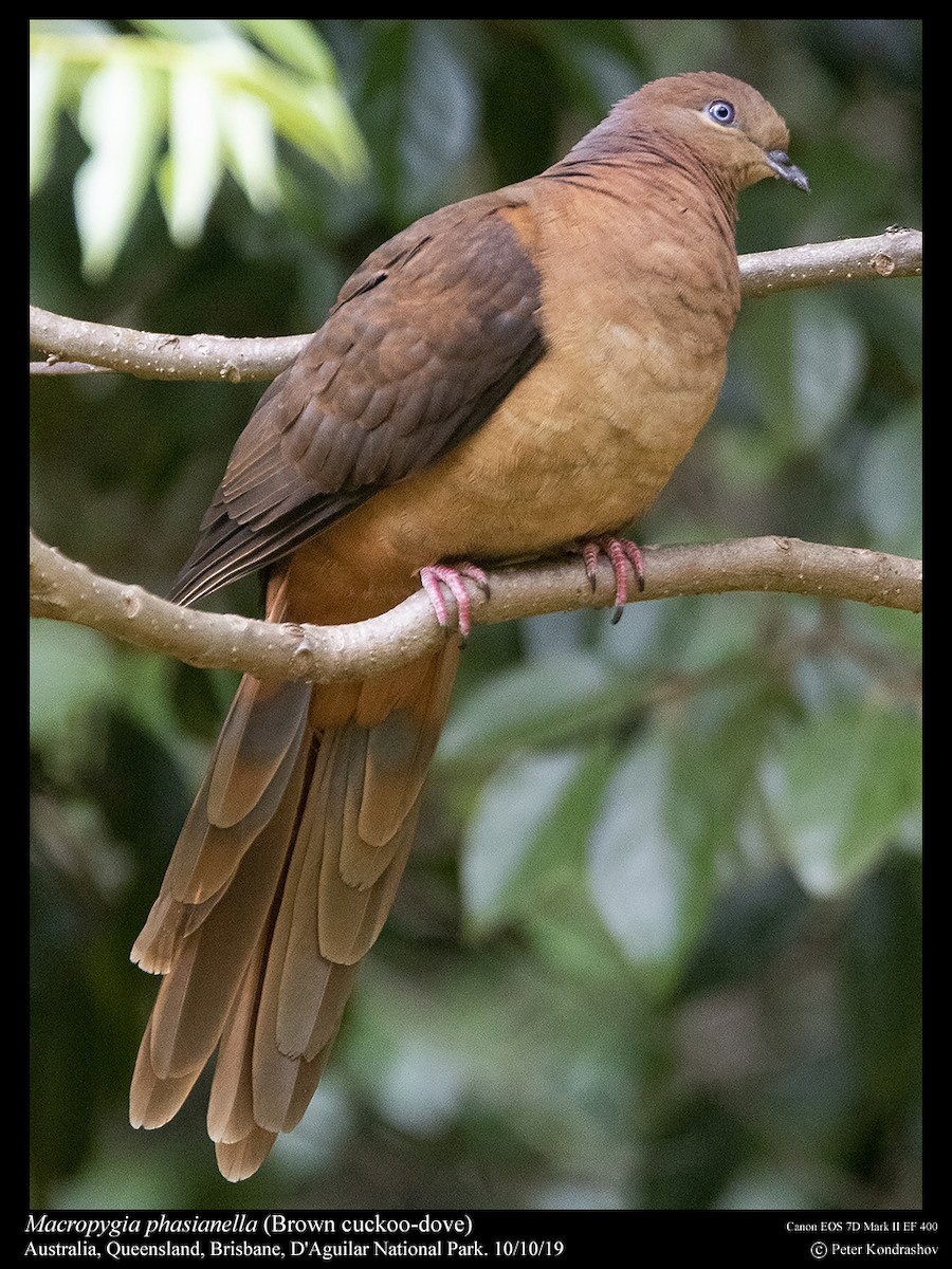 Brown Cuckoo-Dove - ML215059571