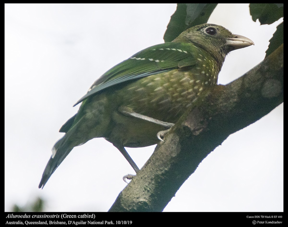 Green Catbird - ML215059981