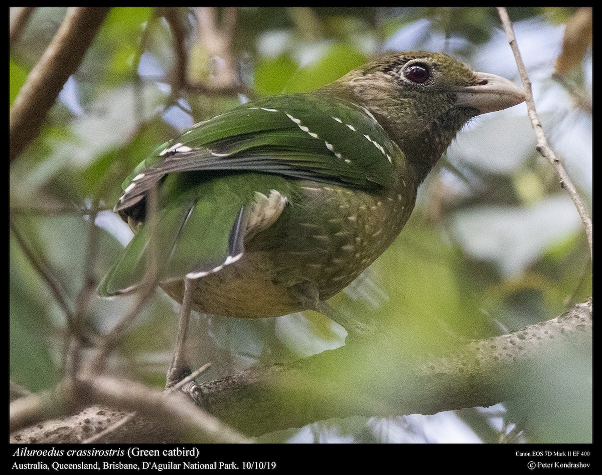 Green Catbird - ML215060011