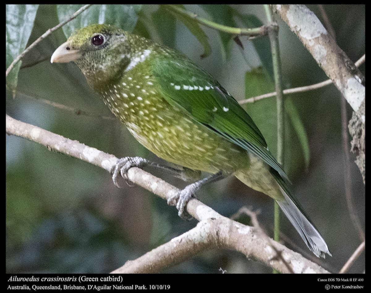 Green Catbird - ML215060021