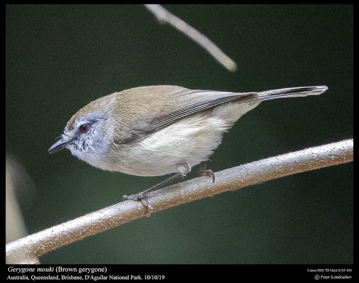 Brown Gerygone - ML215060481