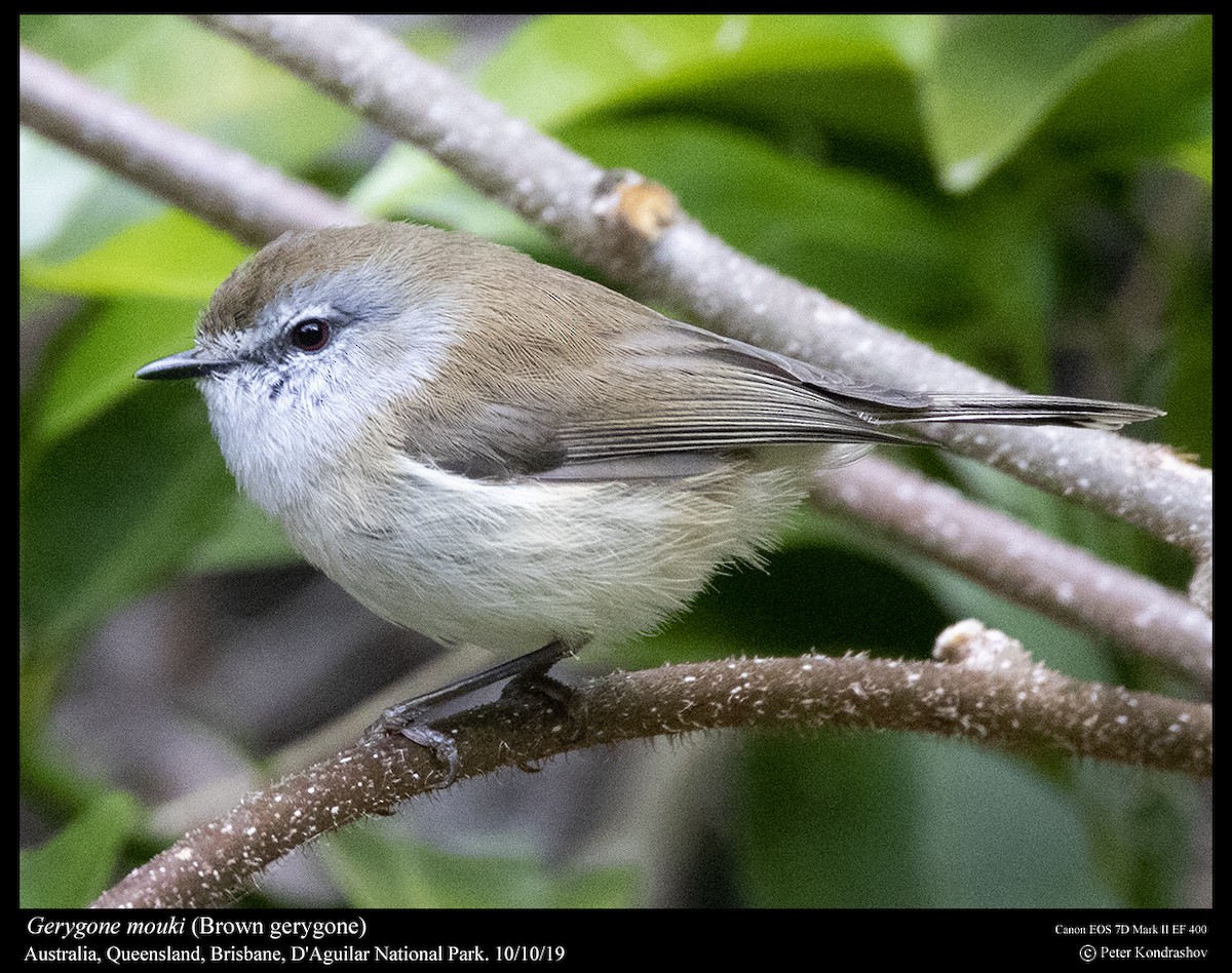 Brown Gerygone - Peter Kondrashov