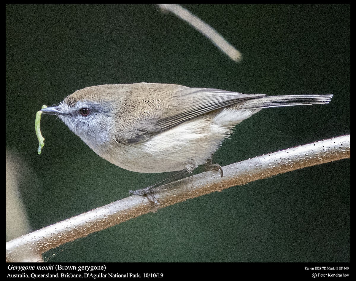 Brown Gerygone - ML215060511