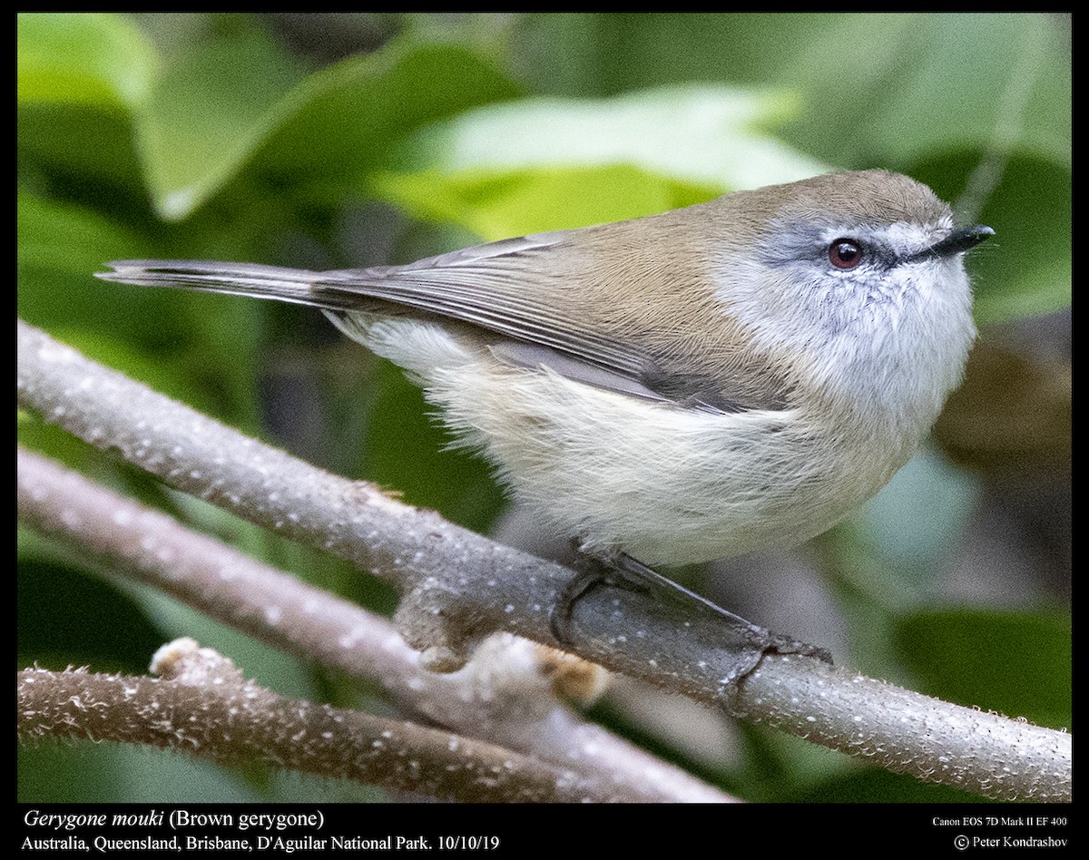 Brown Gerygone - ML215060541