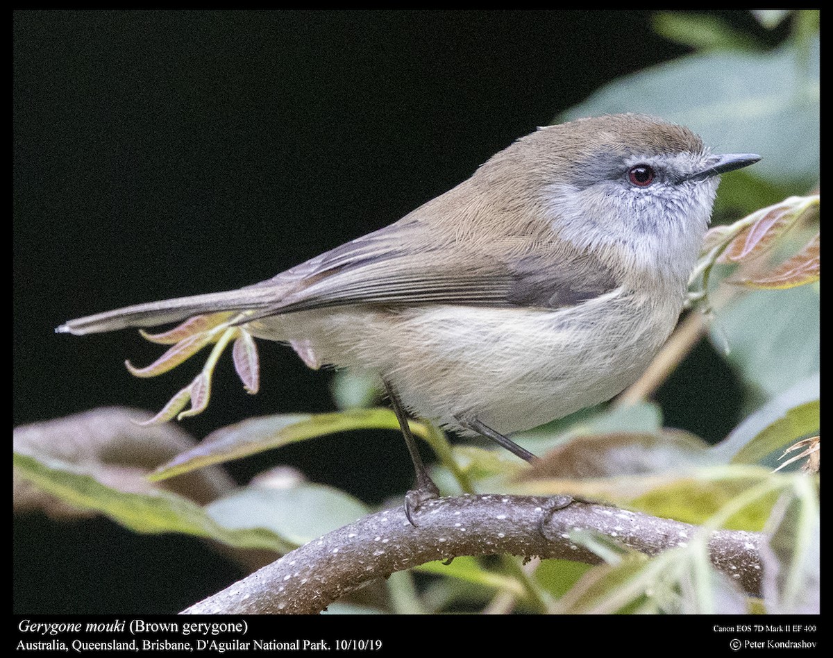 Brown Gerygone - ML215060571