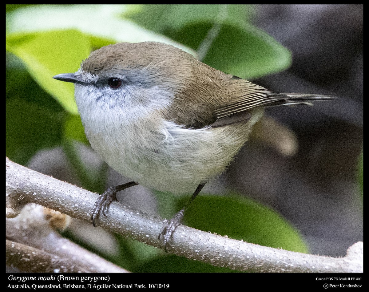 Brown Gerygone - ML215060581