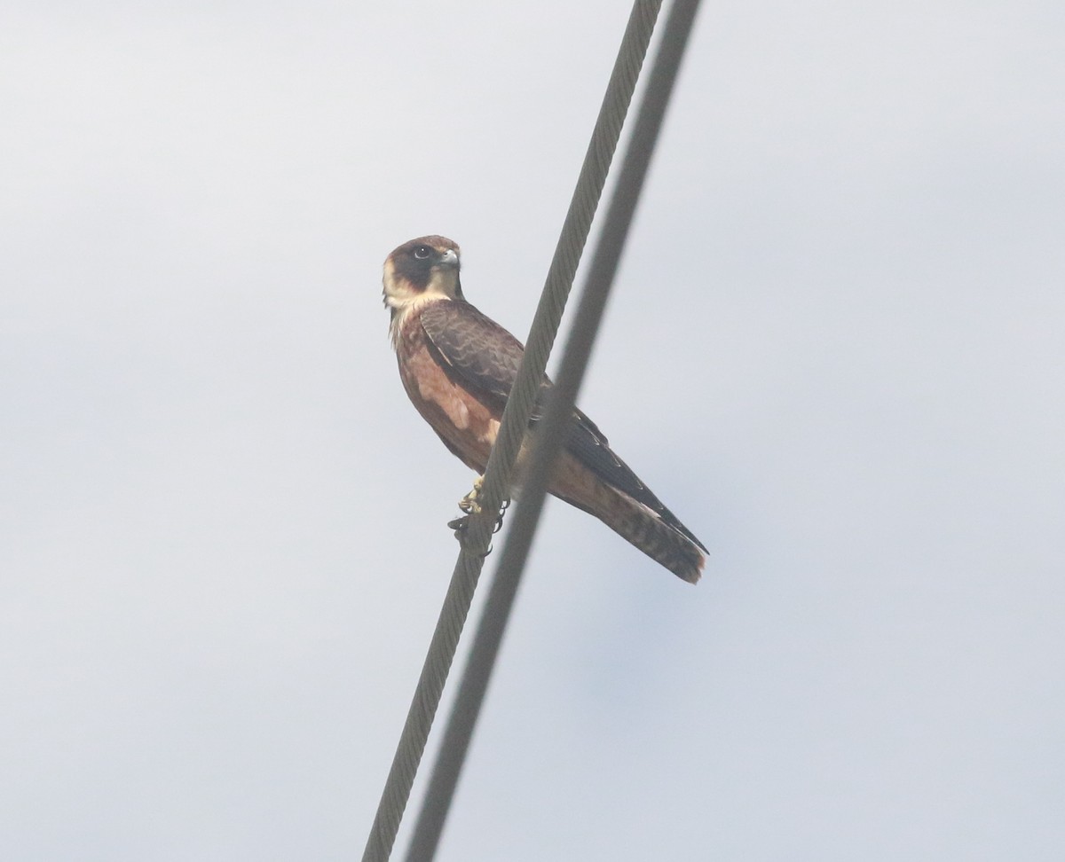 Australian Hobby - ML215062161