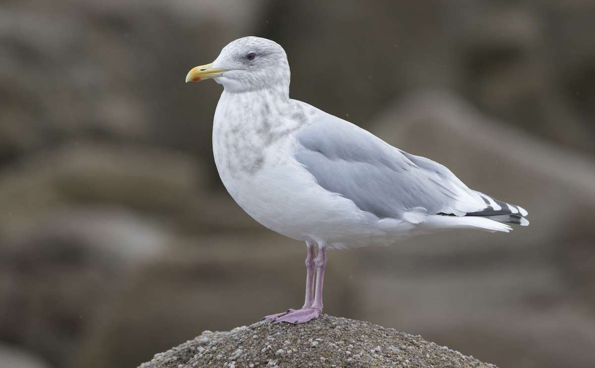 Iceland Gull (Thayer's) - Brian Sullivan