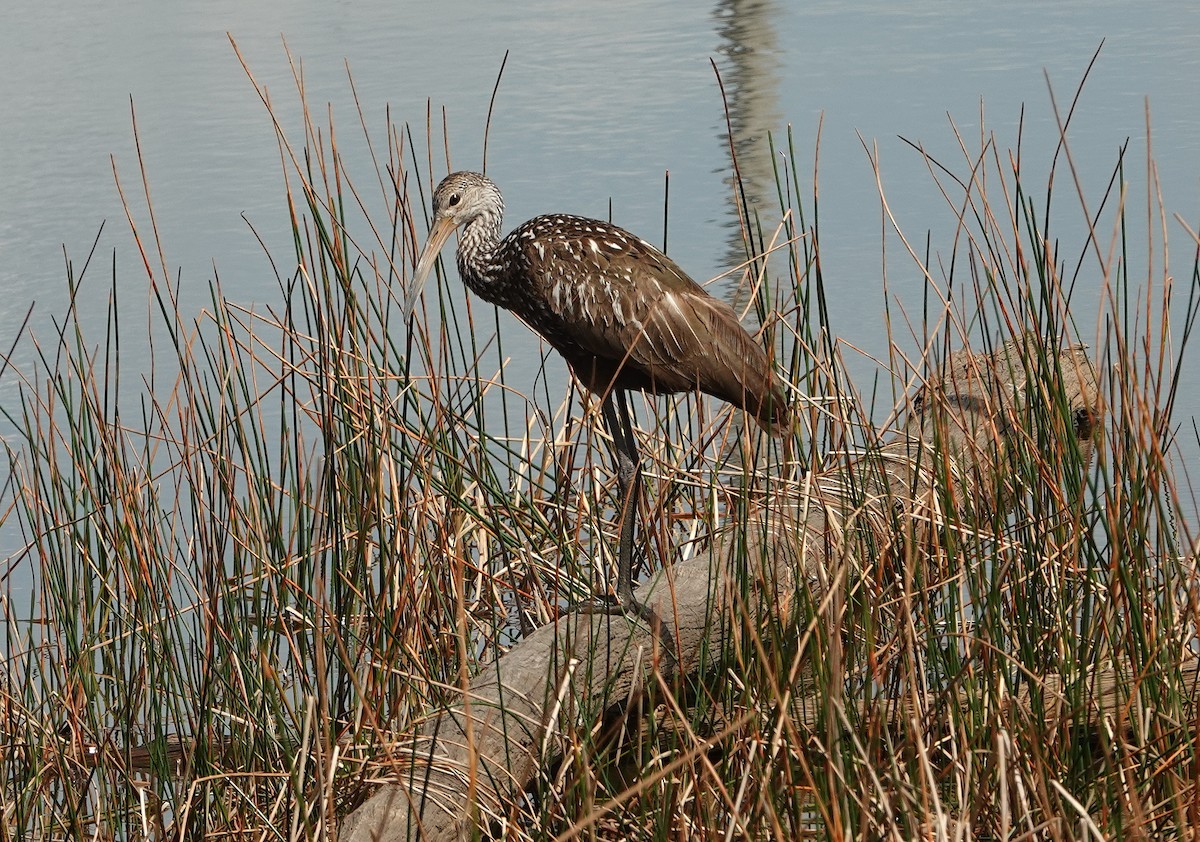 Limpkin - Claire Herzog