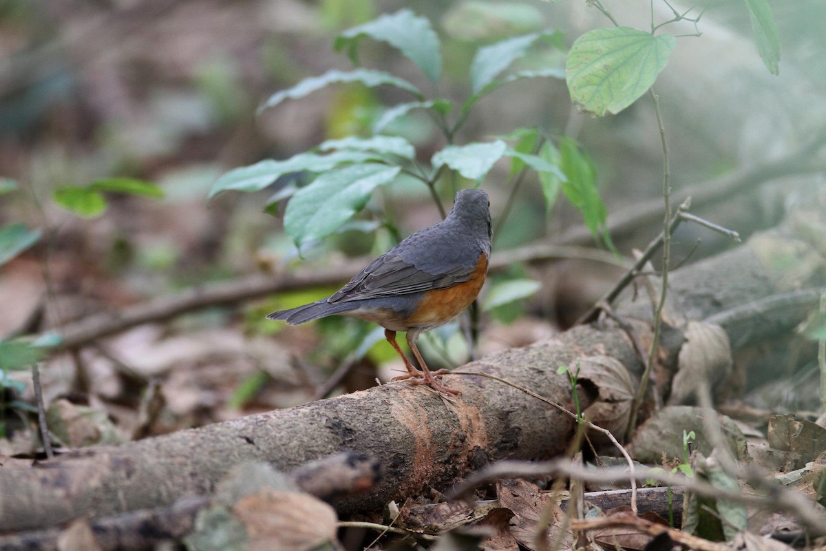 Gray-backed Thrush - Ting-Wei (廷維) HUNG (洪)