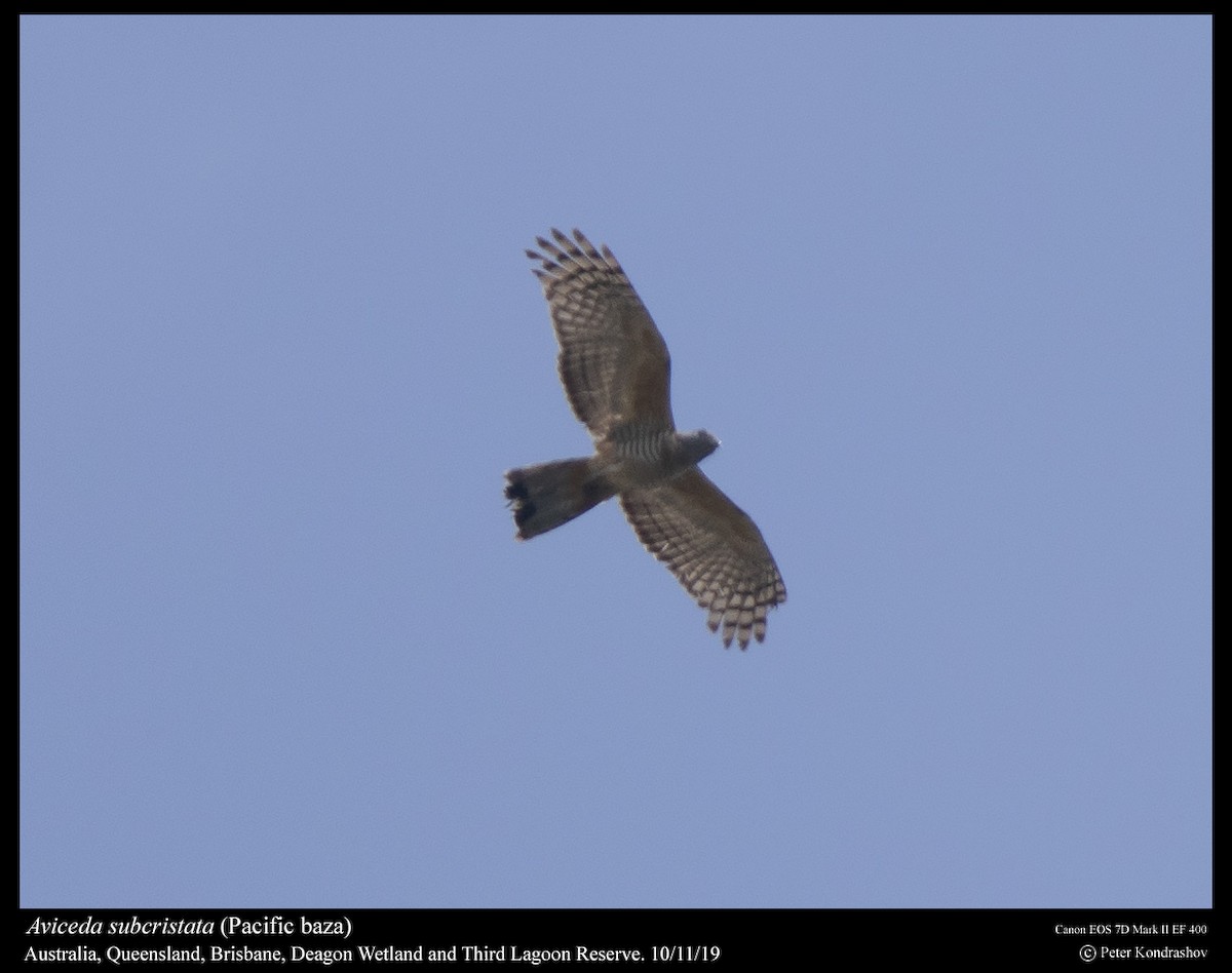 Pacific Baza - ML215065411