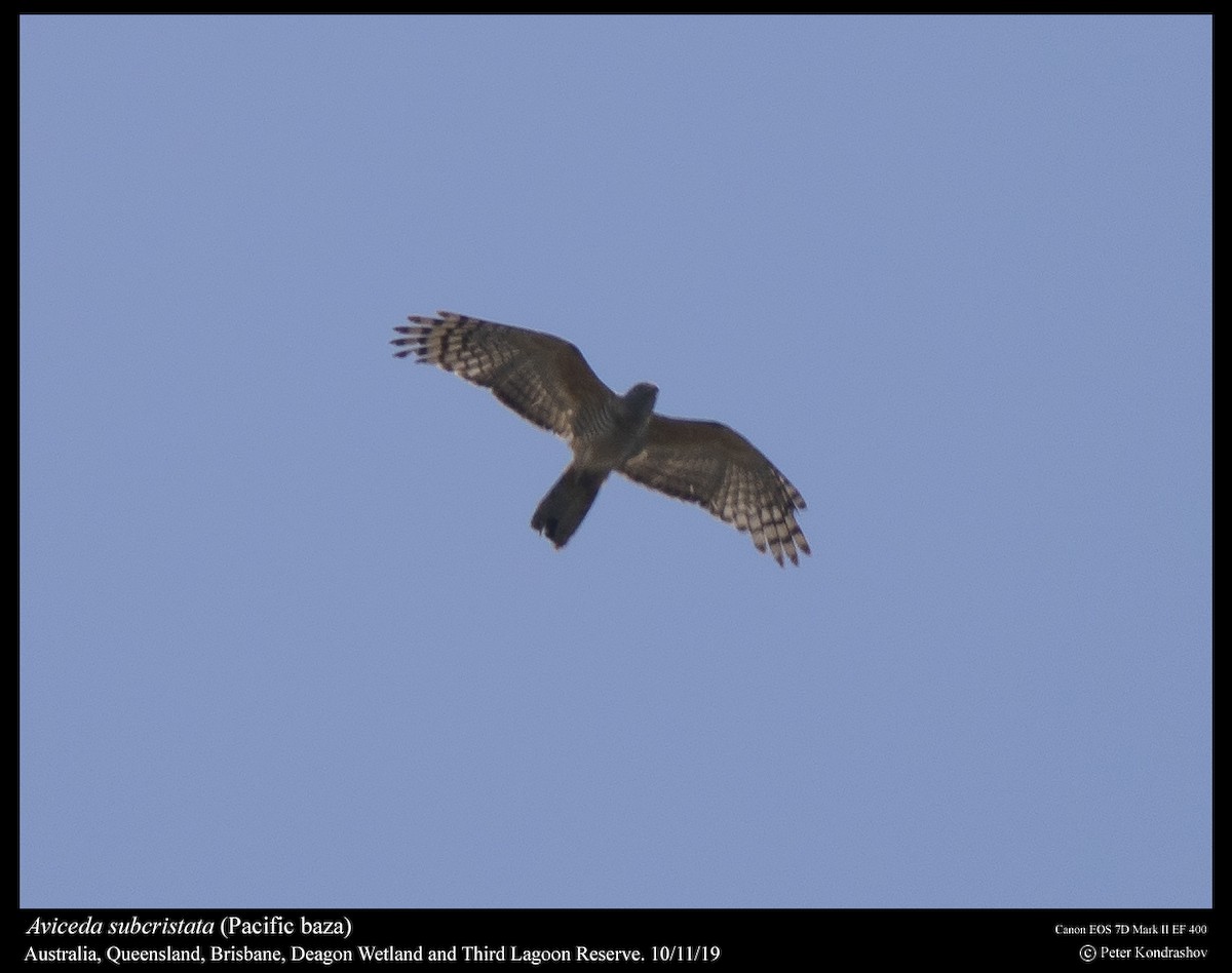 Pacific Baza - ML215065421