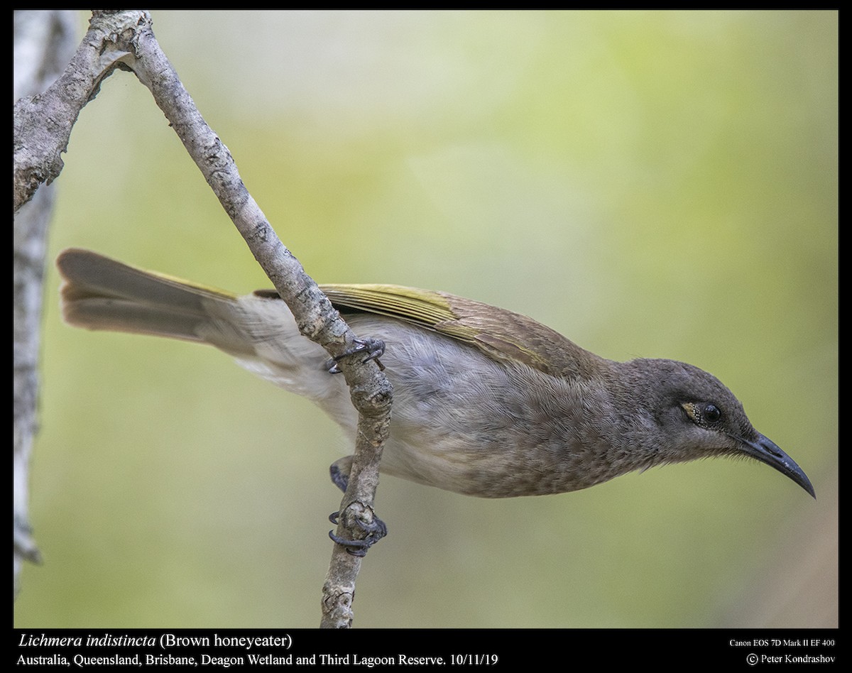 Brown Honeyeater - ML215065531