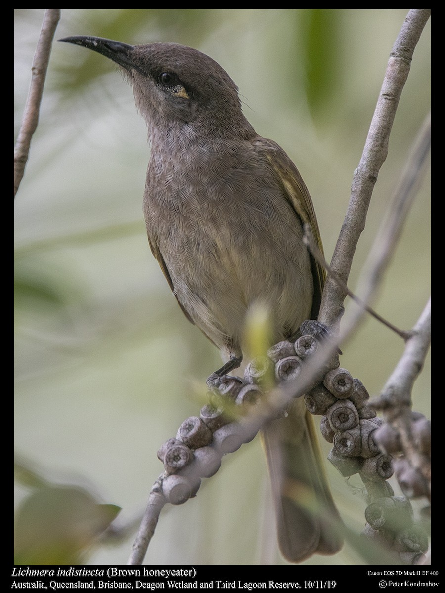 Brown Honeyeater - ML215065541