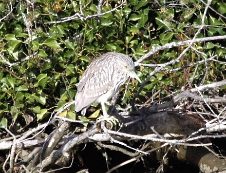 Black-crowned Night Heron - Richard Hubacek
