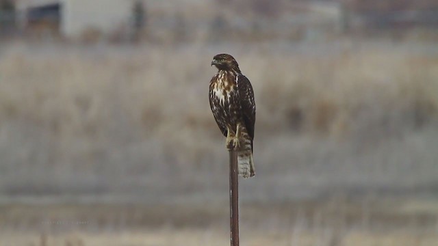 Red-tailed Hawk (calurus/alascensis) - ML215067431