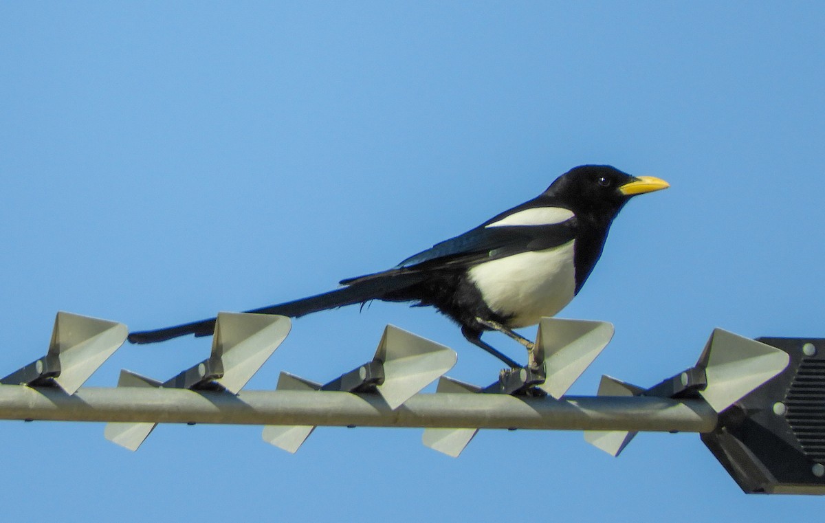 Yellow-billed Magpie - ML215067561