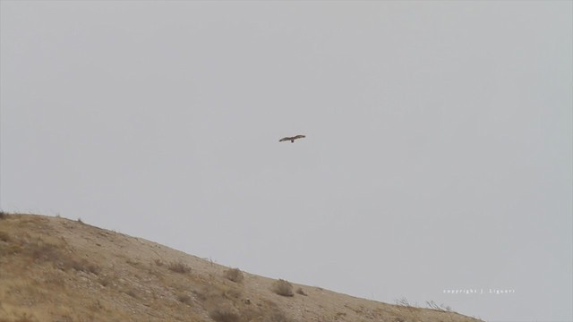 Red-tailed Hawk (calurus/alascensis) - ML215068621