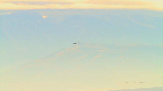 Red-tailed Hawk (calurus/alascensis) - ML215068651