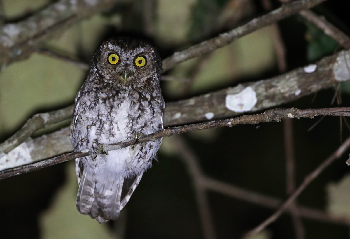 Bearded Screech-Owl - Luke Seitz