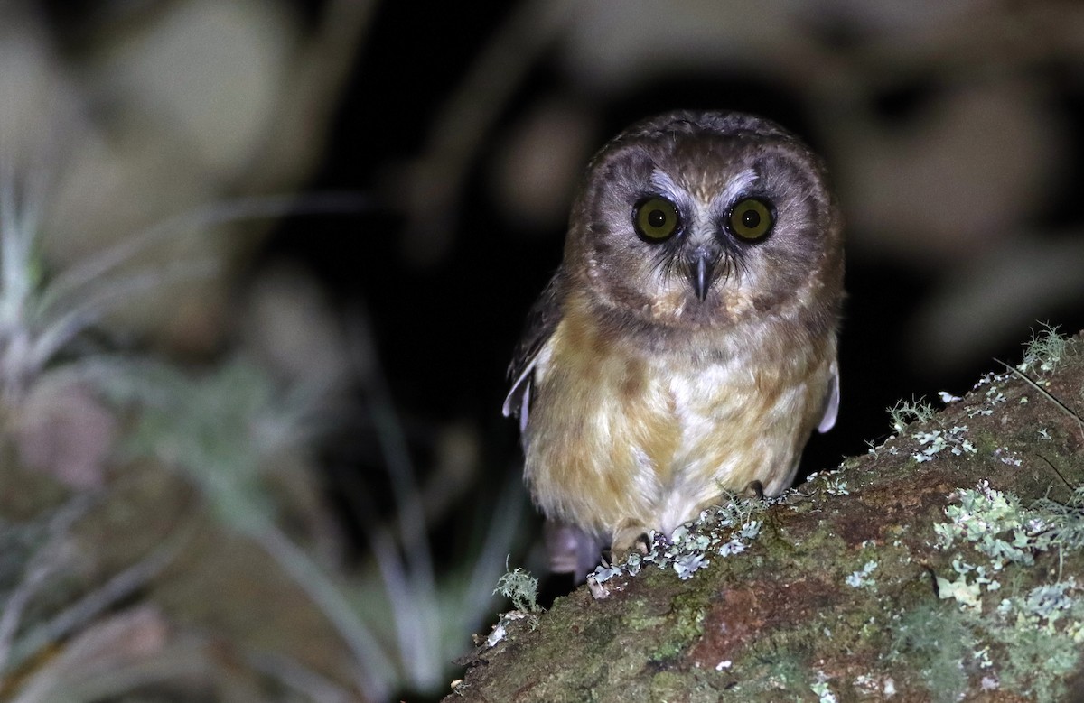 Unspotted Saw-whet Owl - ML215068811