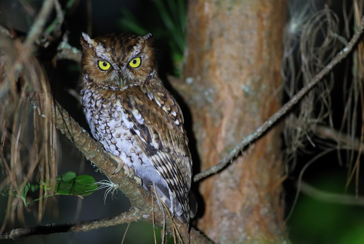 Bearded Screech-Owl - Luke Seitz