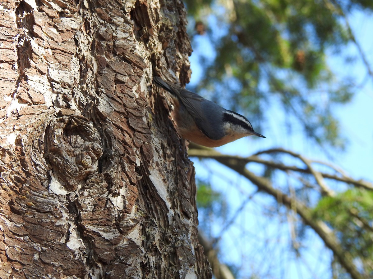 Red-breasted Nuthatch - ML215069601