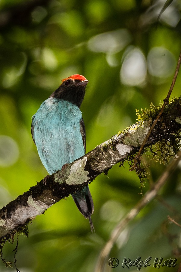 Swallow-tailed Manakin - ML215069821