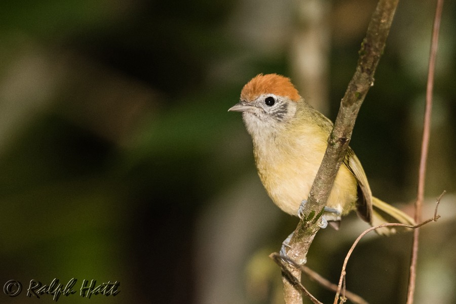 Rufous-crowned Greenlet - ML215069961