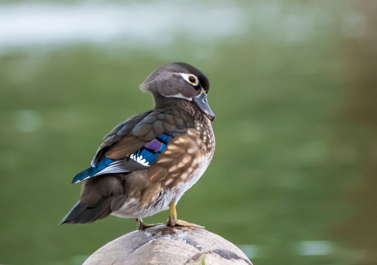 Wood Duck - ML215069981