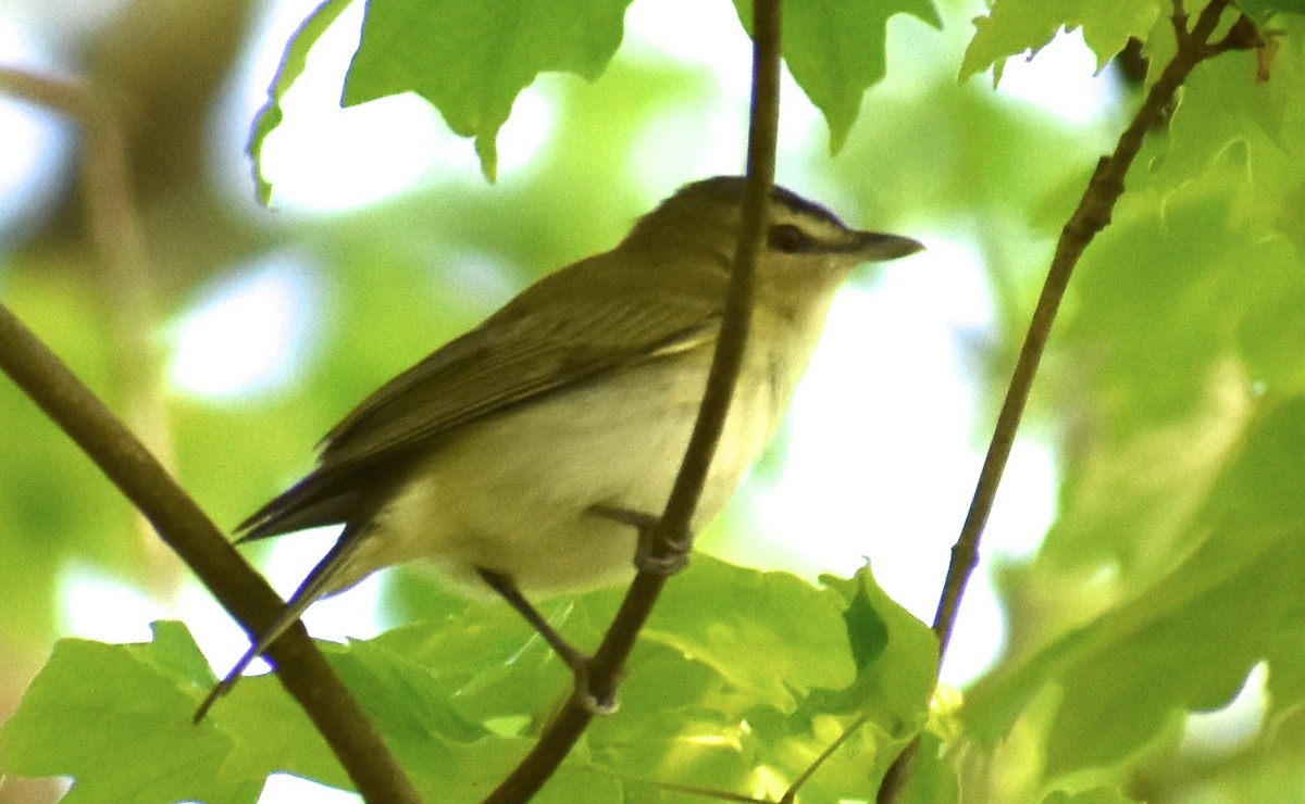 Viréo aux yeux rouges - ML215072951