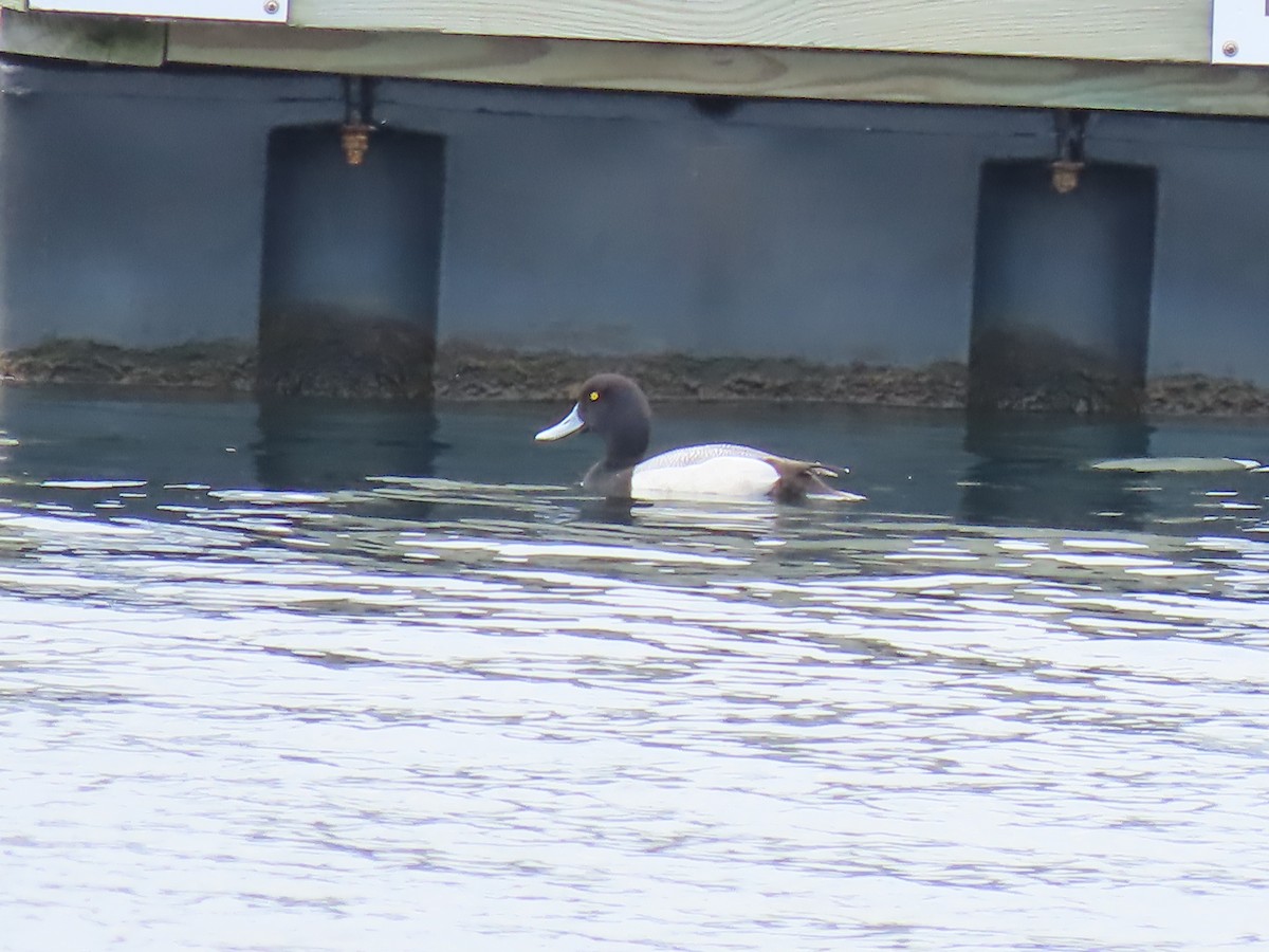 Greater Scaup - ML215073711