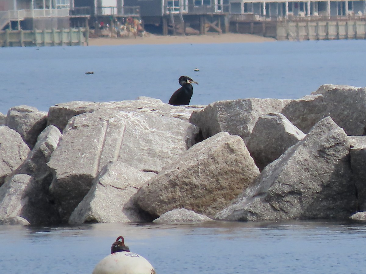 Great Cormorant - Mary Jo Foti