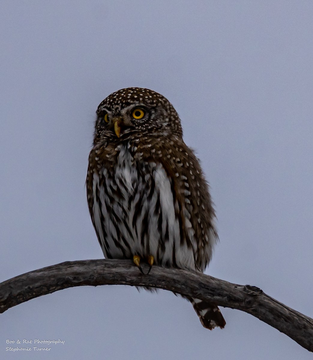 Northern Pygmy-Owl - stephanie turner