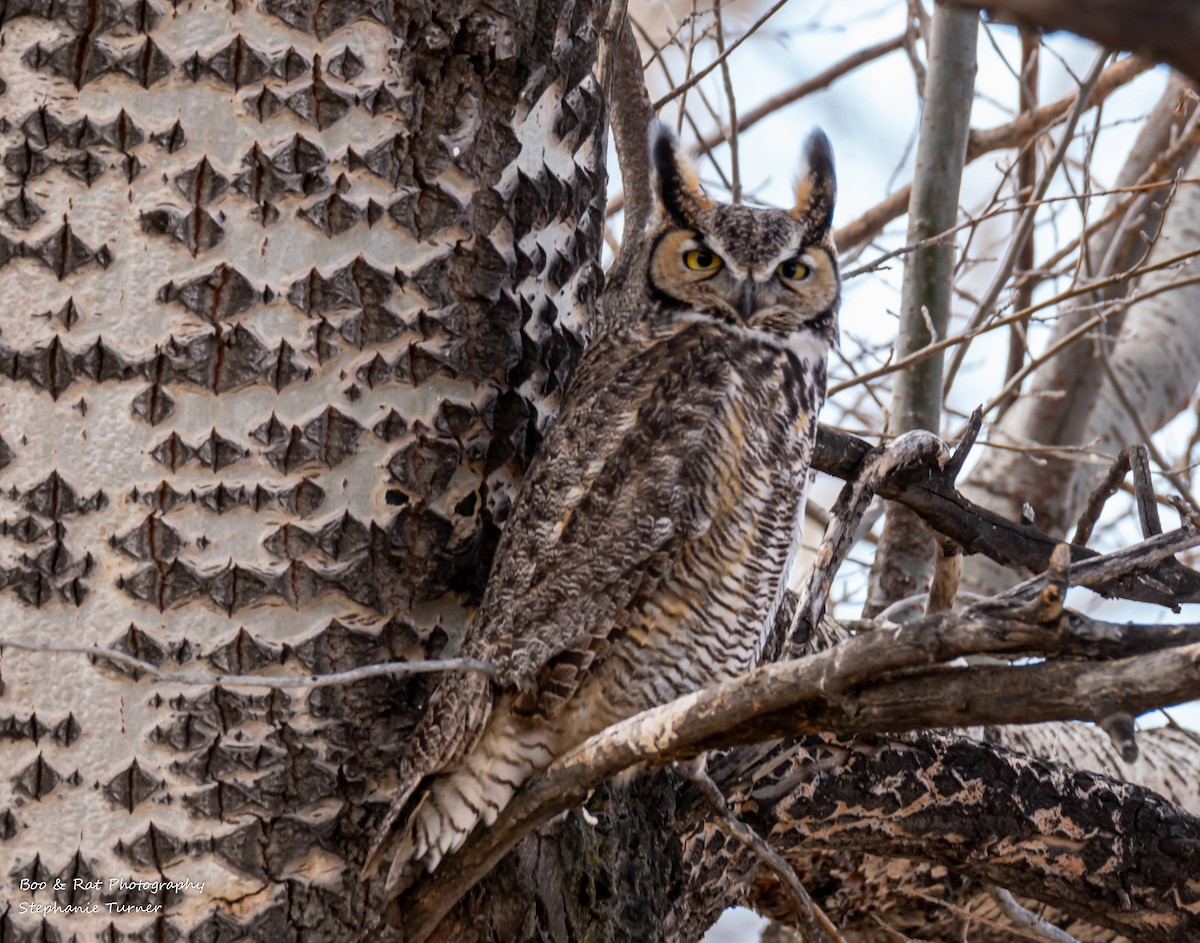 Great Horned Owl - stephanie turner