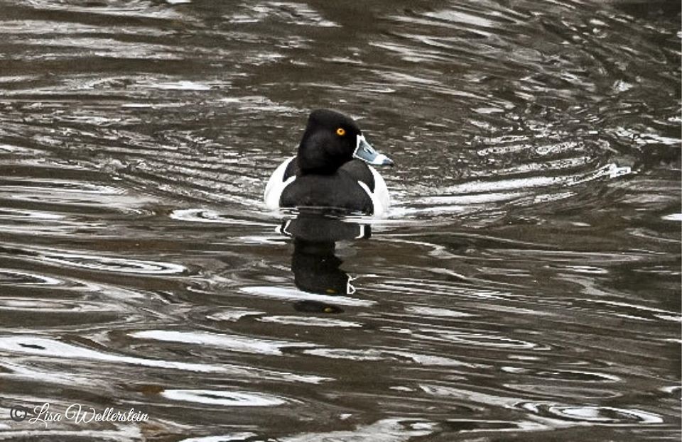 Ring-necked Duck - Lisa Wollerstein