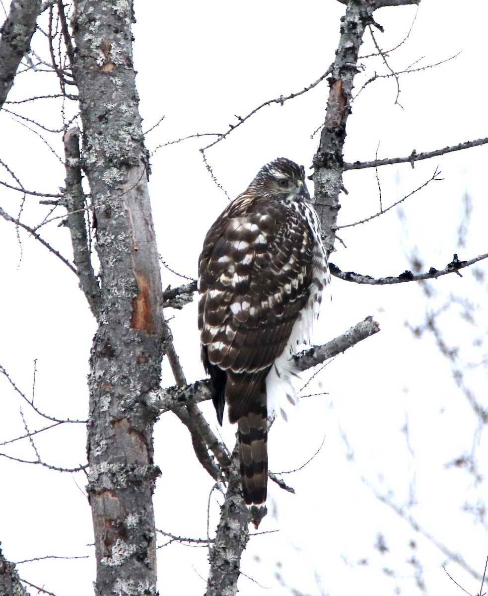 American Goshawk - ML215075441