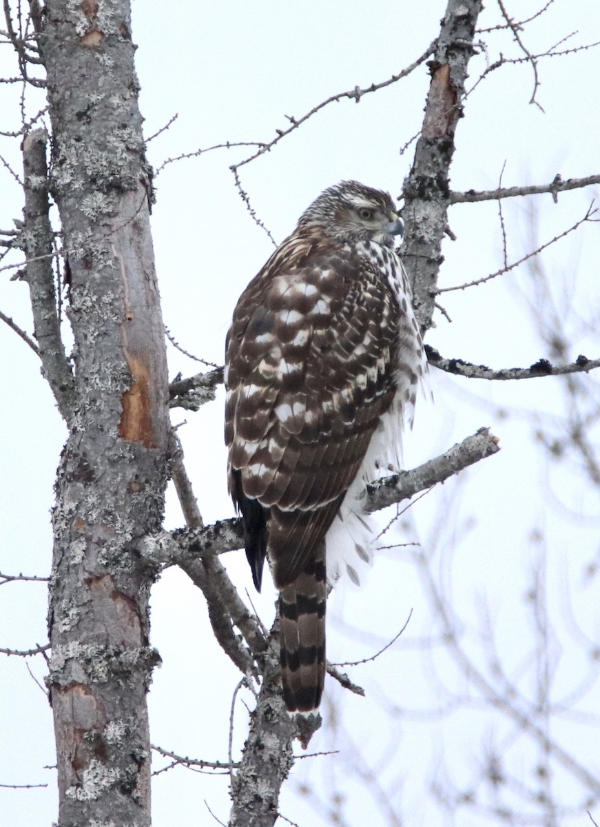 American Goshawk - ML215075501