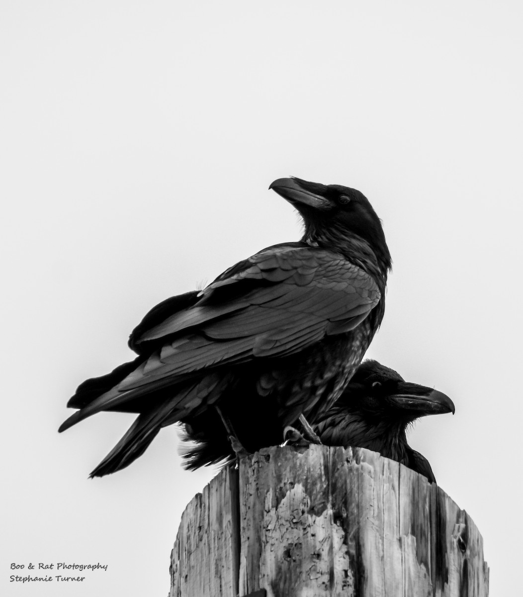 Common Raven - stephanie turner