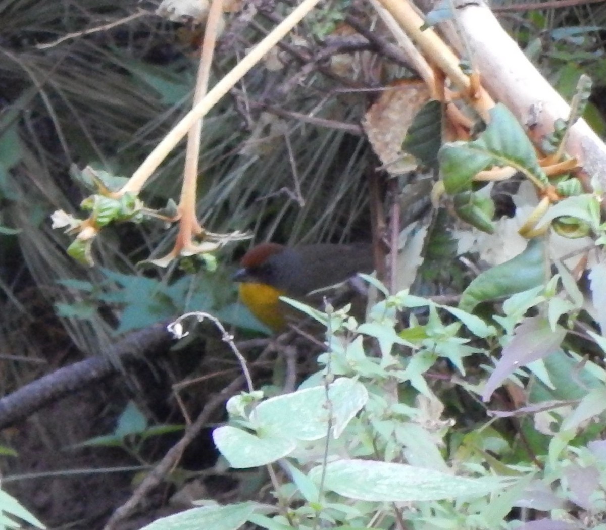 Rufous-capped Brushfinch - Eric Hough