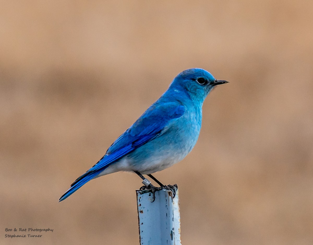 Mountain Bluebird - stephanie turner