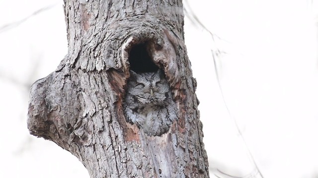 Eastern Screech-Owl - ML215077251