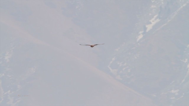 Königsbussard - ML215078041