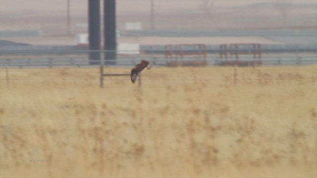 Ferruginous Hawk - ML215078581