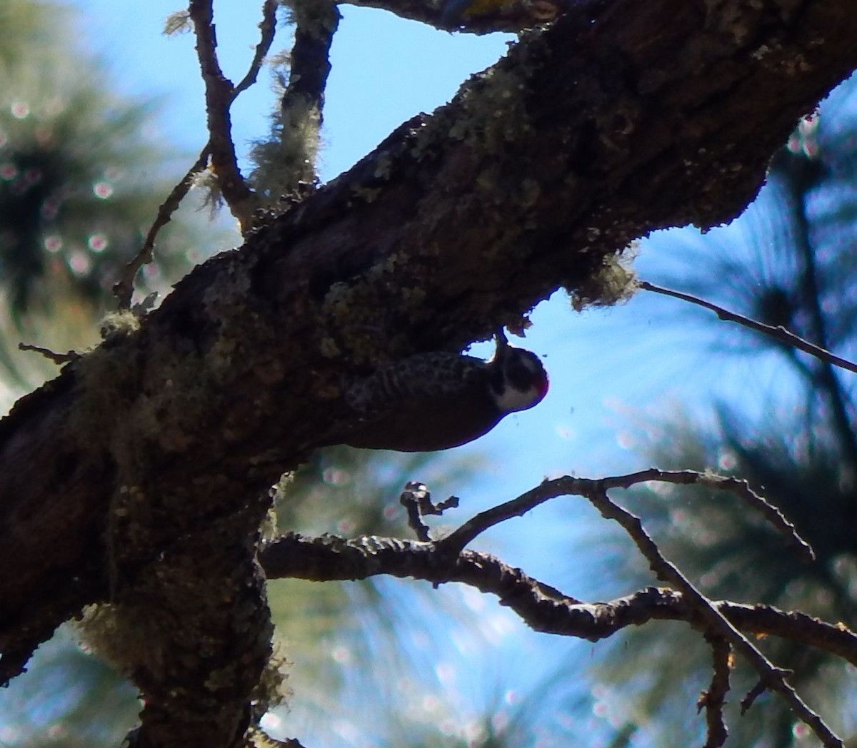 Arizona Woodpecker - ML21507881