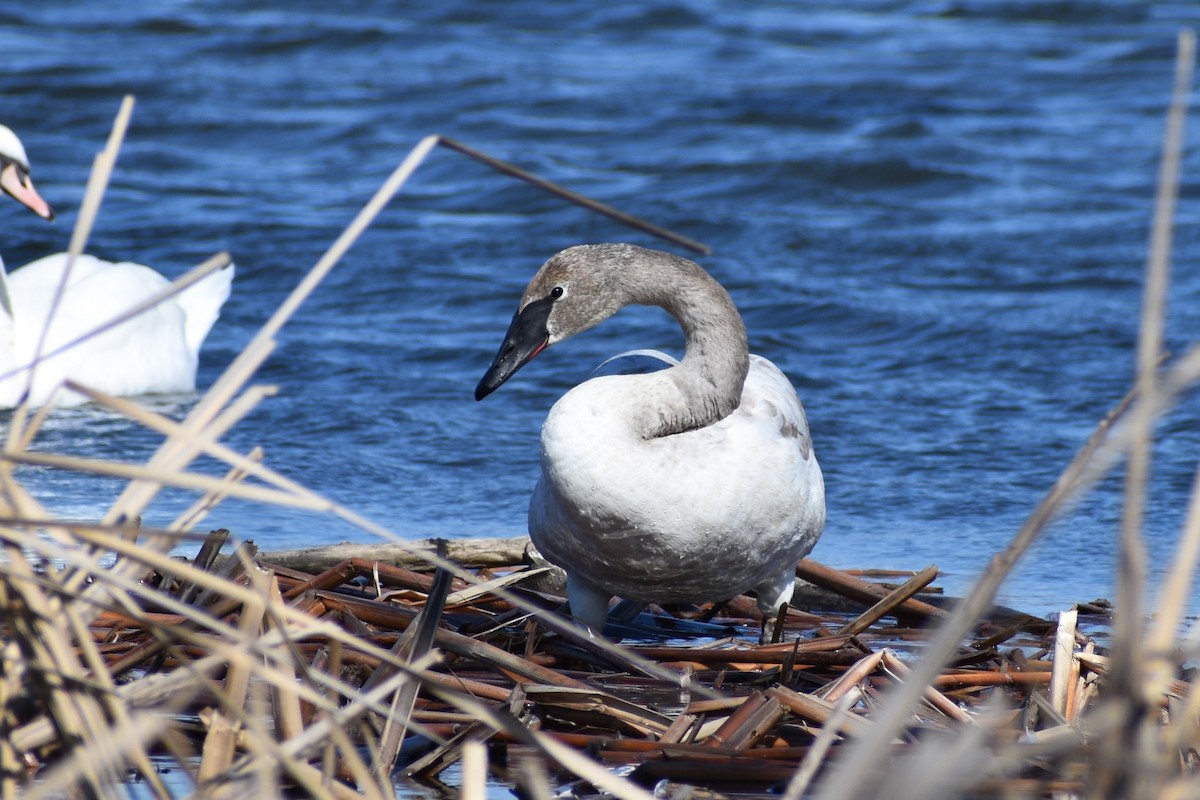 Trumpeter Swan - ML215079271