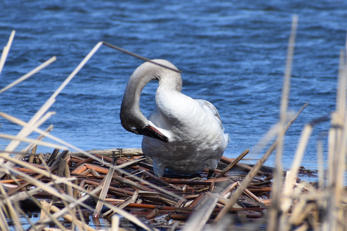 Trumpeter Swan - ML215079281