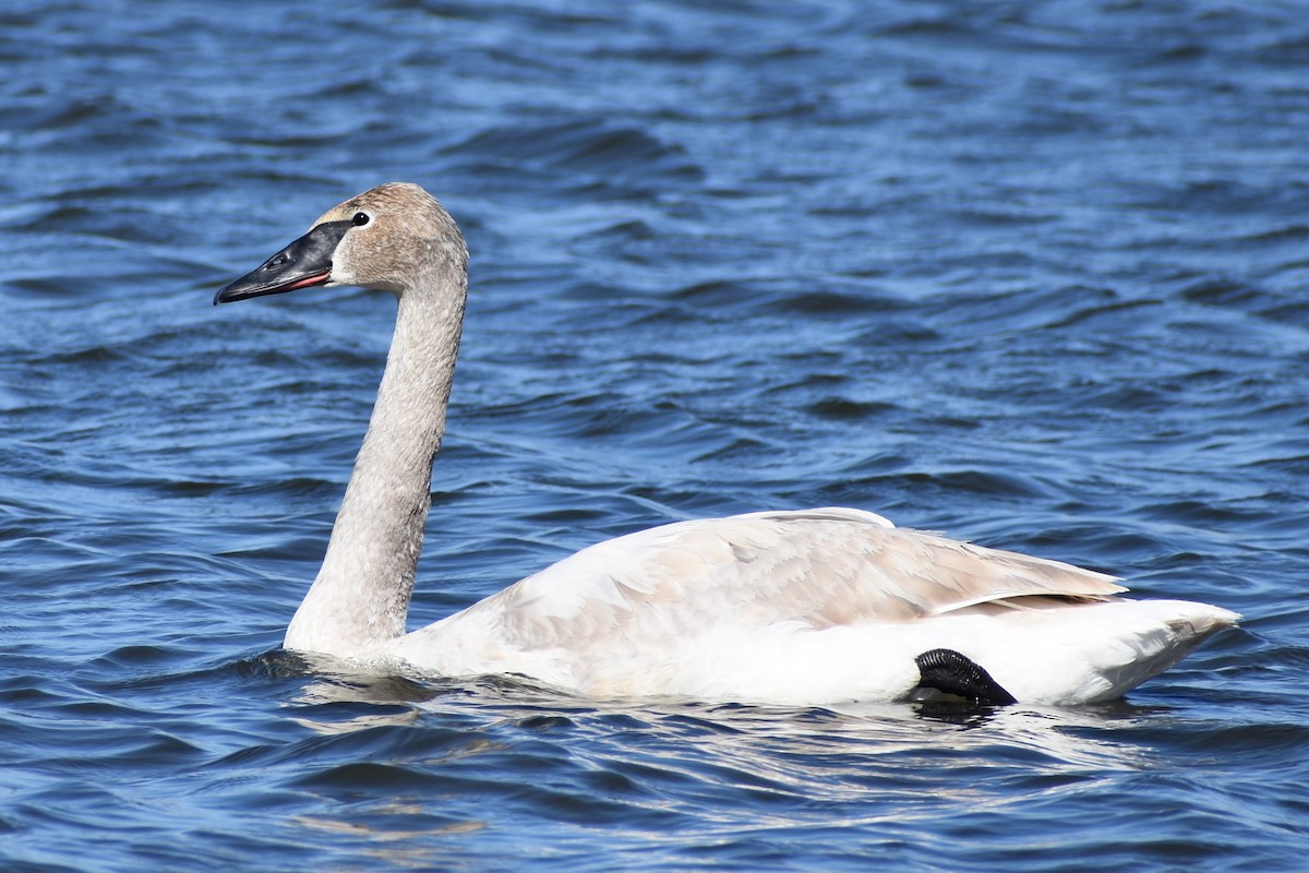 Trumpeter Swan - ML215079301