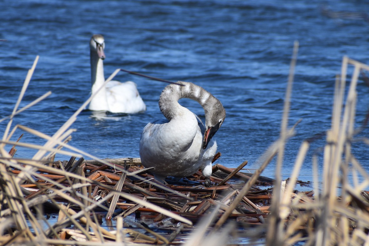 Trumpeter Swan - ML215079321