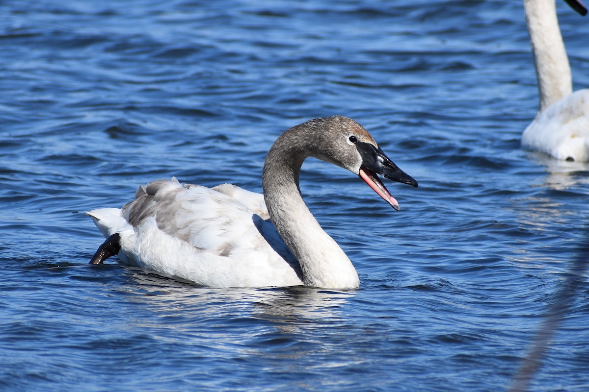 Trumpeter Swan - ML215079341